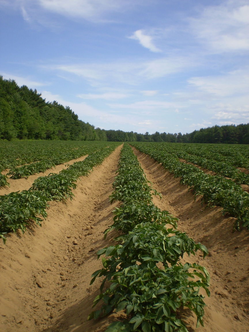 Potato Field Farm